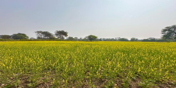 फसलचक्र परिवर्तन से जल संरक्षण और कृषि समृद्धि की नई पहचान बन रहा धमतरी