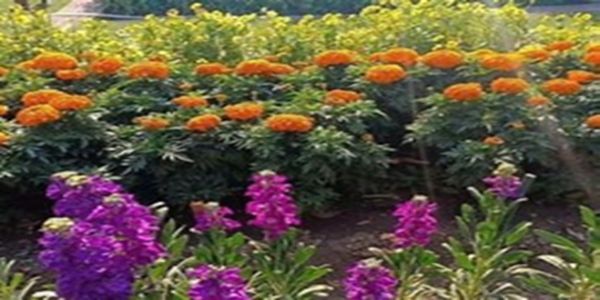 भोपाल : वाइब्रेंट थीम पर 30 जनवरी को होगा राज्य स्तरीय पुष्प महोत्सव