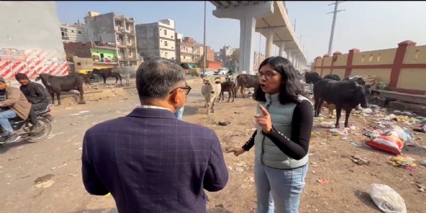 डेयरी माफिया गायों का दूध निकाल उन्हें सड़क पर छोड़ देते हैं : स्वाति मालीवाल
