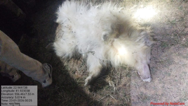 मृत सफेद भालू मृत सफेद भालू