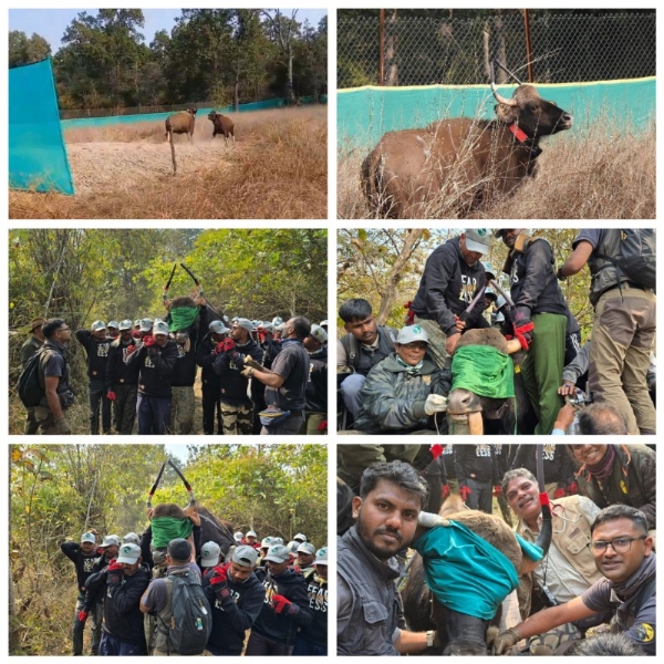 पिंजरा खुला और खुली हवा में लगा दिये छलांग 5 गौर पहुंचे बांधवगढ़