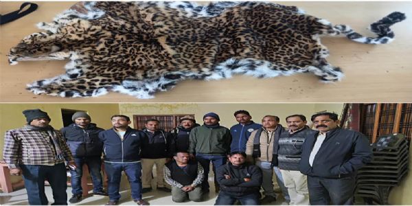 सिवनीः वन विभाग की बड़ी कार्रवाई, तेंदुए की खाल के साथ दो आरोपित गिरफ्तार, पटवारी भी शामिल