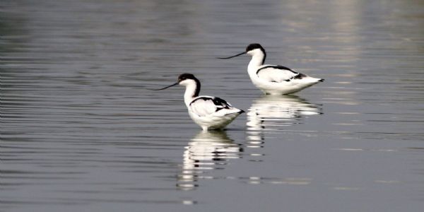 सुखद : धौलपुर की चंबल नदी तथा ताल-तलैयों में दिखीं 200 से आधिक पक्षी की प्रजातियाँ