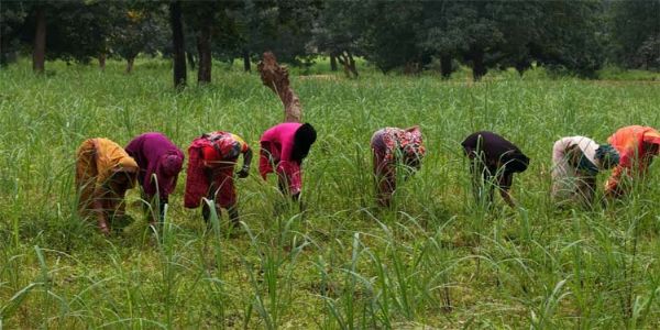 छत्तीसगढ़ : लेमनग्रास की खेती से बदल रही छोटे किसानों की किस्मत