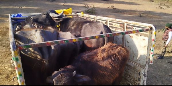 अनूपपुर: पशु तस्करों से 10 मवेशी सहित वाहन जप्त, 9 आरोपियों पर अपराध पंजीबद्ध