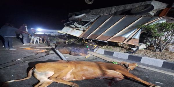 गायों से लदा पिकअप वैन को ट्रक ने मारी टक्कर