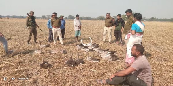 माजुली में 50 से अधिक प्रवासी पक्षी मृत पाए गए