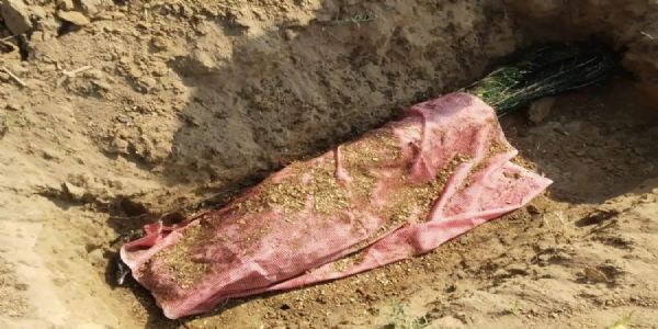 अज्ञात कारणों से राष्ट्रीय पक्षी की मौत