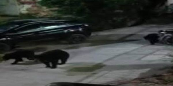 कांकेर वन परिक्षेत्र के उदयनगर में तीन भालुओं का झुंड दिखा