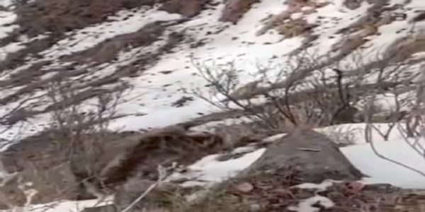 गंगोत्री नेशनल पार्क क्षेत्र में दिखा स्नो लैपर्ड