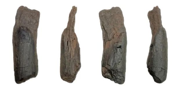 ग्रीस में 430,000 वर्ष पुराने लकड़ी के औजार मिले