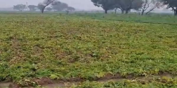 बारिश से आलू की फसल पर रोग का खतरा