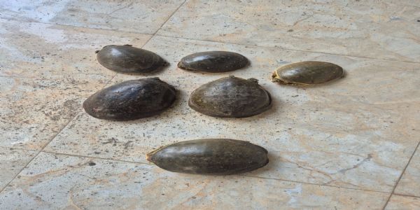 सुन्दरी प्रजाति के छह सौ कछुए बरामद, पांच तस्कर गिरफ्तार