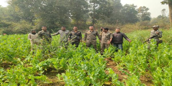 पुलिस ने पिठोरिया में दो एकड़ में लगी अफीम की खेती नष्ट की