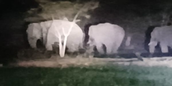 अनूपपुर: 38 दिनों से हाथियों का तांडव जारी, खेतों में लगी फसलों और घरों को पहुंचा रहे नुकसान