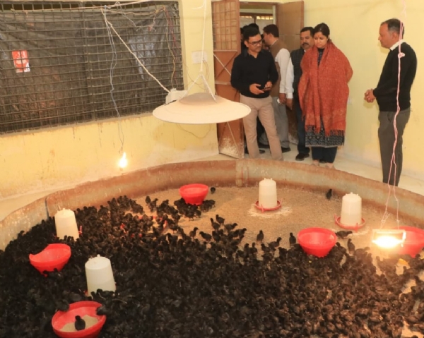 कड़कनाथ निरीक्षण