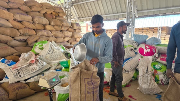 धान खरीदी