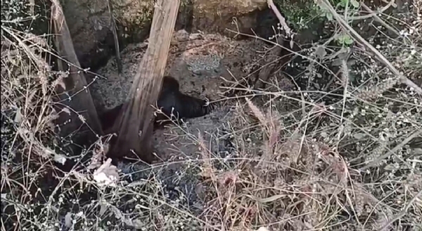 तालाब का दृश्य