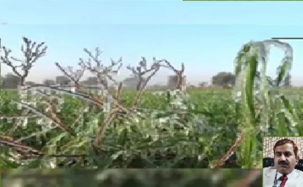 फसलें सर्दियों में बिना बारिश के