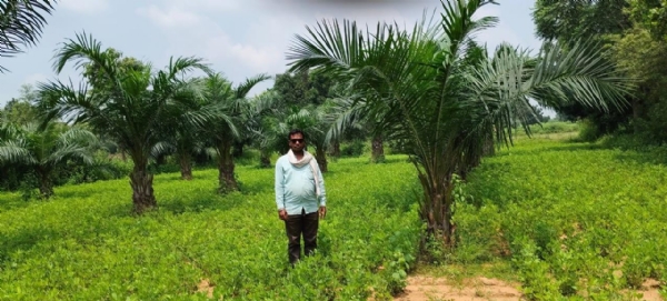 ऑयल पाम खेती से कोरबा के किसानों की बढ़ी आय, अब अनुदान के साथ टॉप-अप सहायता से होगा दोगुना लाभ