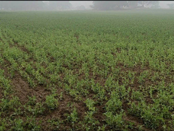 हमीरपुर मे धूप न निकलने से गेहूं की फसल पड़ने लगी पीली