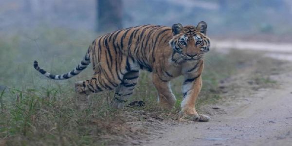 लंगड़ी बाघिन