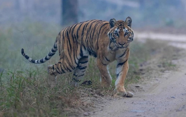 लंगड़ी बाघिन