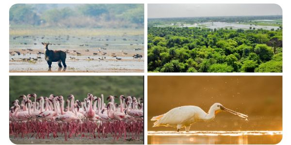 पटना पक्षी अभयारण्य और कच्छ का छारी-ढांड रामसर की सूची में शामिल