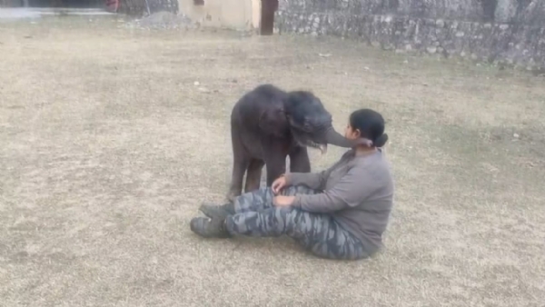 कैंपिंग चार्ज से लाड़ करता हाथी का बच्चा