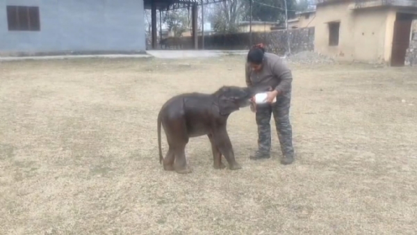 दूध पीता हाथी का बच्चा