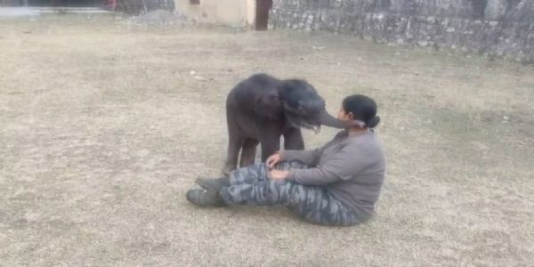 राजाजी पार्क : लावारिस मिला गज शिशु बना आकर्षण का केंद्र