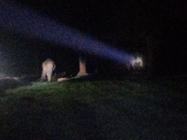 फाईलफाेटाे जंगल में विचरण करते हाथी फाईलफाेटाे जंगल में विचरण करते हाथी