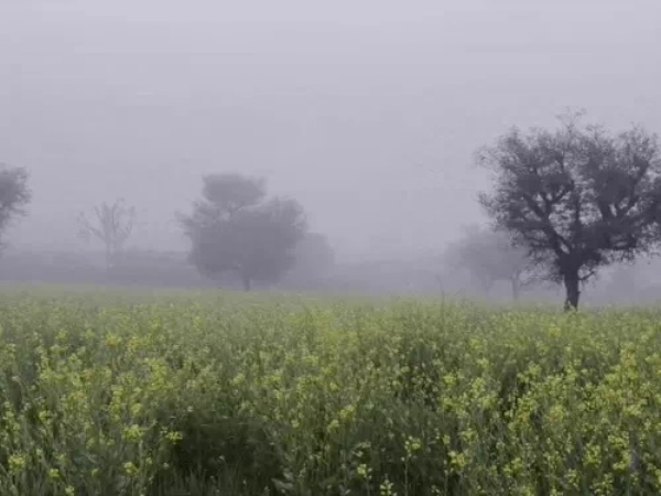 सीकर जिले में बीते एक सप्ताह से लगातार कोहरा छा रहा है।