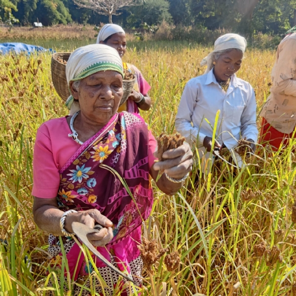 खेत में रागी की फसल कटाती हुई बुजुर्ग महिला।