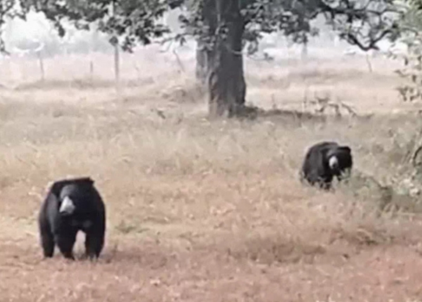 तारसगांव के पास दिन में दो भालू खेतों में घूमते हुए देखे गए तारसगांव के पास दिन में दो भालू खेतों में घूमते हुए देखे गए