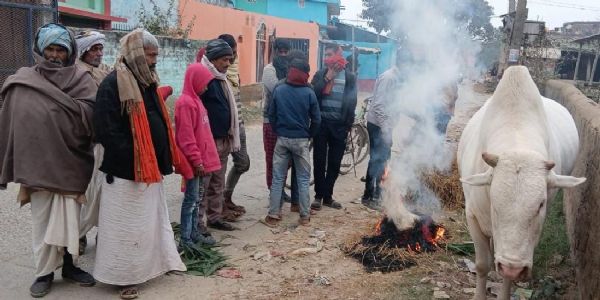 दरभंगा: तारडीह प्रखंड में शीतलहर के बीच इंसान–नंदी के साझा संघर्ष के दृश्य