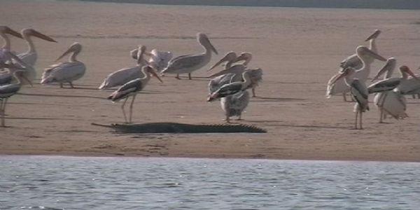 विदेशी पक्षियों से गुलजार हुआ पंचनद, संगम तट पर दिखा प्रकृति का अद्भुत नज़ारा