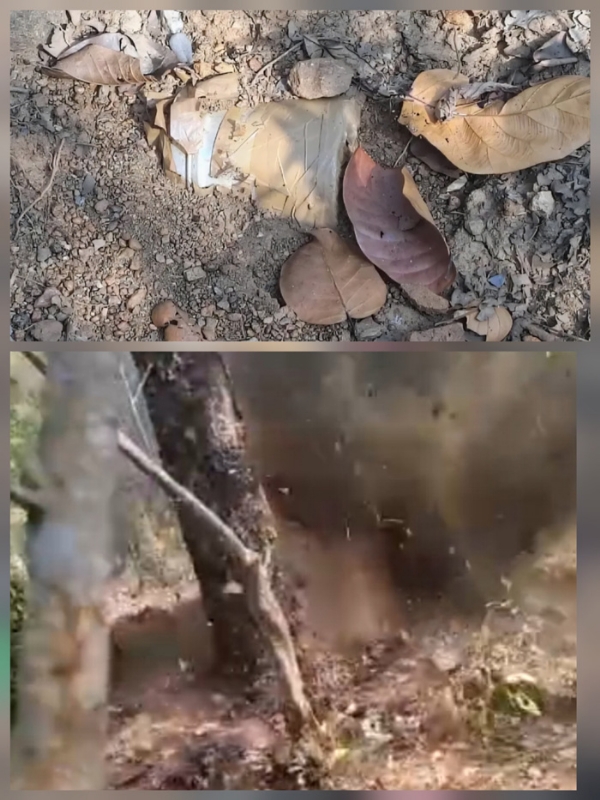 मालेवाही के सड़क किनारे जंगल क्षेत्र से 5 किलाे वजनी आईईडी बरामद