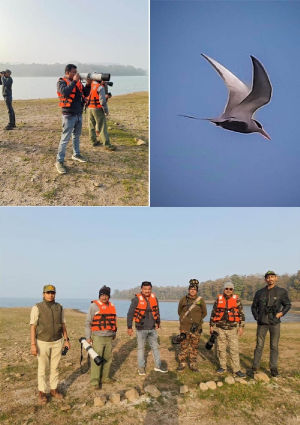 Seoni: Major biodiversity achievement in Payali area, rare sighting of endangered Asian Black-bellied Tern in Bargi Dam backwaters