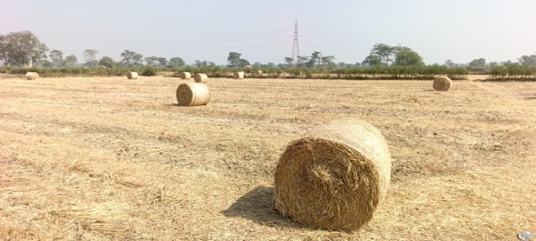 खेतों में रखे हुए पराली के बंडल।