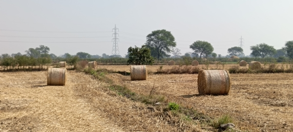 खेतों में रखे हुए पराली के बंडल।