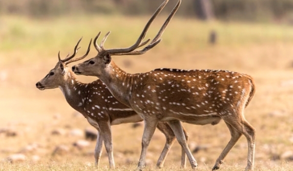 हिरण रकाब फॉरेस्ट में