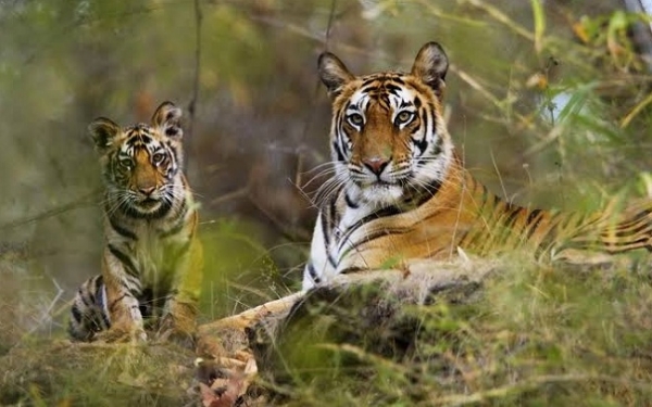 वन्य-जीव (फाइल फोटो)