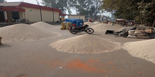 बुंदेलखंड की सफेद ज्वार का रकबा घटने से कीमतों में आई उछाल