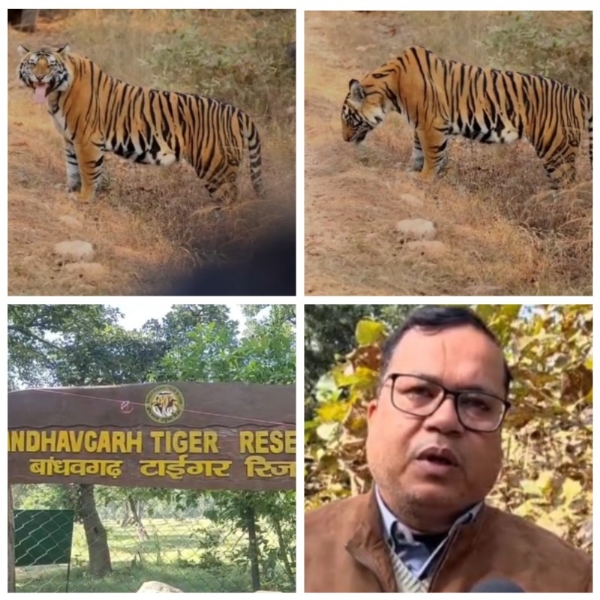 बांधवगढ़ में बाघ का दिखा अलग नजारा पर्यटक हुए रोमांचित