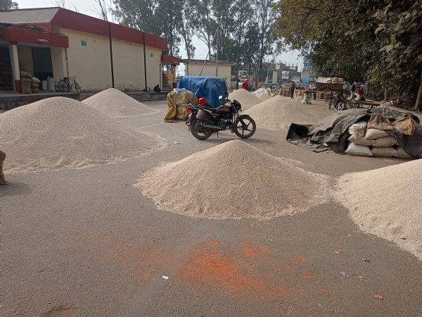 बुंदेलखंड की सफेद ज्वार का रकबा घटने कीमतों में आई उछाल