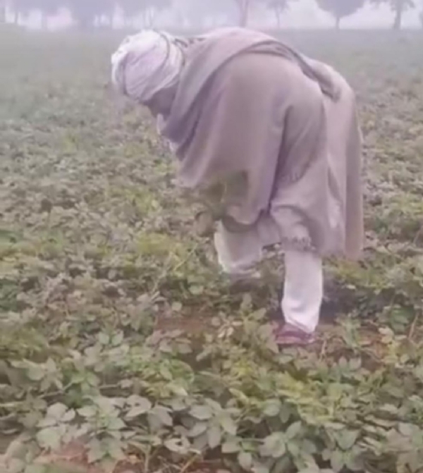 आलू की फसल पाला देख किसान चिंतित