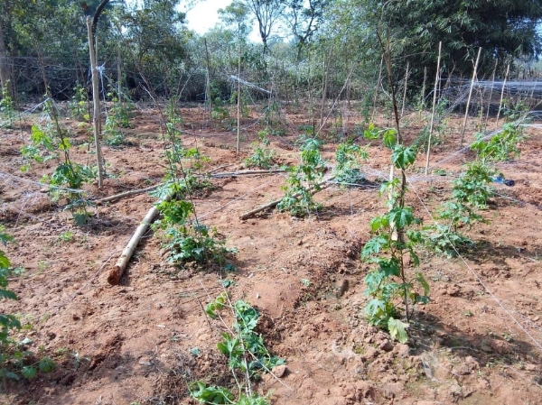 फसलें रौंदी, घर क्षतिग्रस्त फसलें रौंदी, घर क्षतिग्रस्त