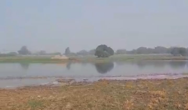 अदवा बांध में पट्टे की जमीन पर बोयी गेहूं की डूबी फसल। अदवा बांध में पट्टे की जमीन पर बोयी गेहूं की डूबी फसल।