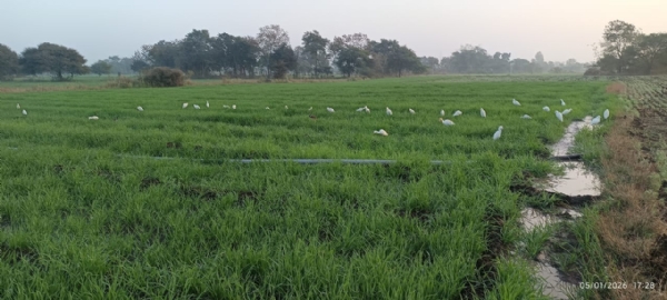 फसलों का बचाव किया जा सकता है -कृषि वैज्ञानिक